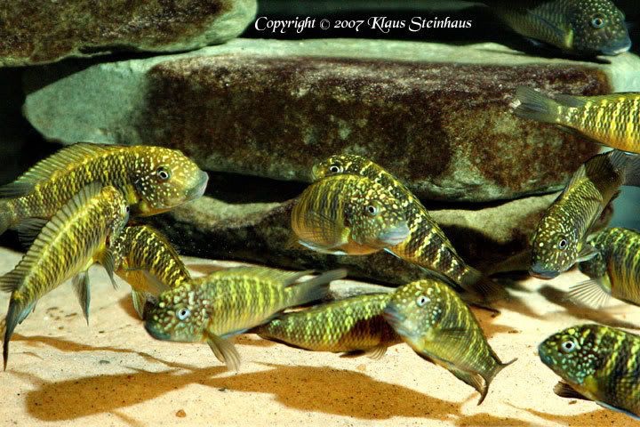 Tropheus sp. 'limespot' (Murago Moba)